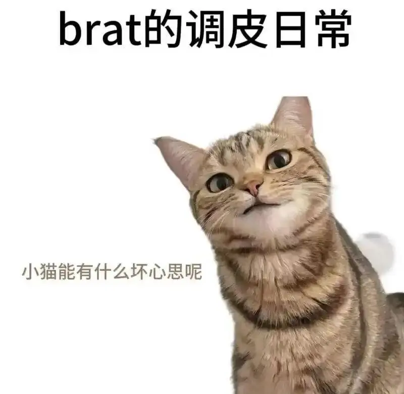 【西檬之家】字母圈新人如何理解M倾向与SSC原则？